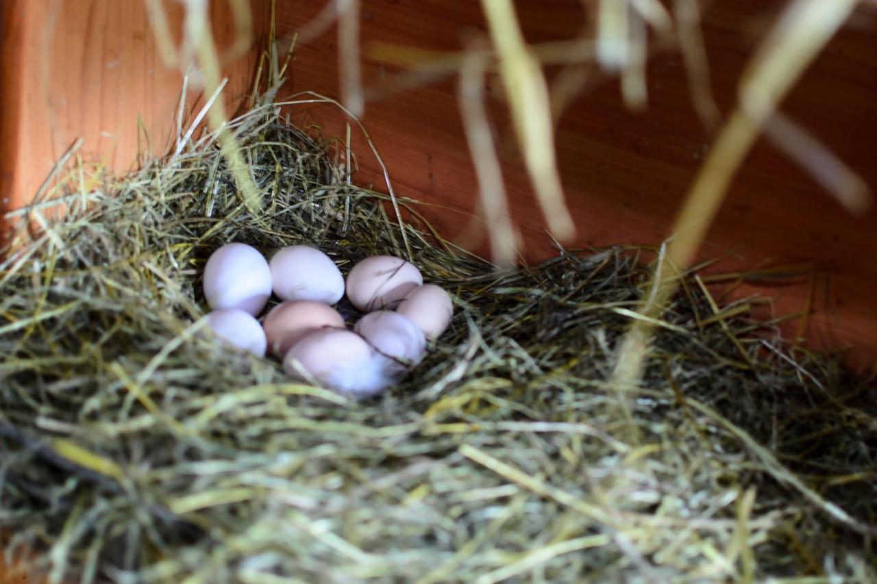Zakatek Szczescia Eko Agroturystyka Kiwity Exteriér fotografie