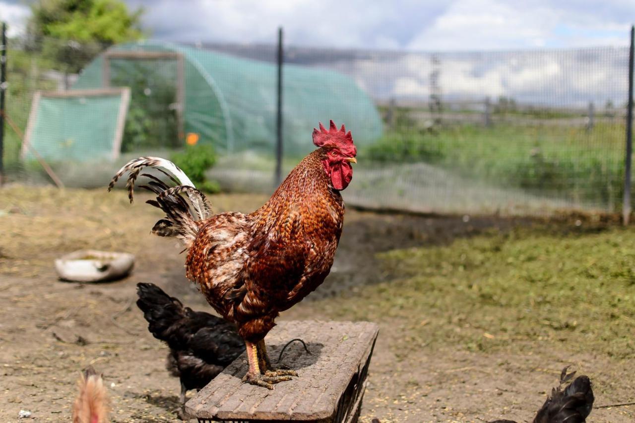 Zakatek Szczescia Eko Agroturystyka Kiwity Exteriér fotografie