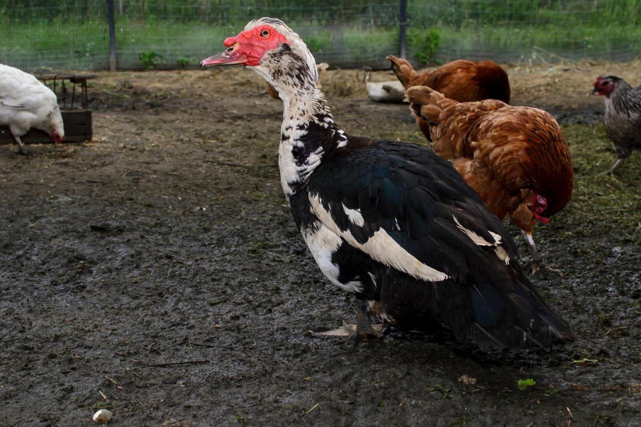 Zakatek Szczescia Eko Agroturystyka Kiwity Exteriér fotografie